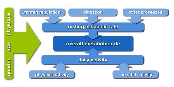 Metabolic rate regulation